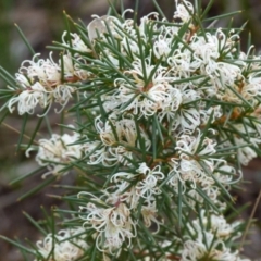 Hakea decurrens at Boro, NSW - suppressed