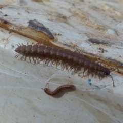 Dalodesmidae (family) (Dalodesmid flat-backed millipede) at Boro, NSW - 4 Jun 2021 by Paul4K