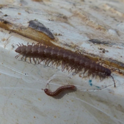 Dalodesmidae (family) (Dalodesmid flat-backed millipede) at Boro, NSW - 4 Jun 2021 by Paul4K