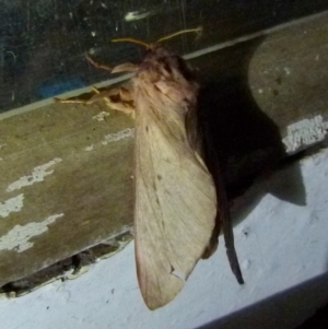 Hepialidae (family) at Boro, NSW - suppressed