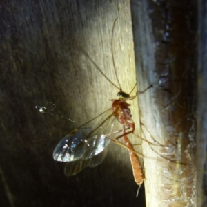 Ichneumonidae (family) at Boro, NSW - 4 Jun 2021