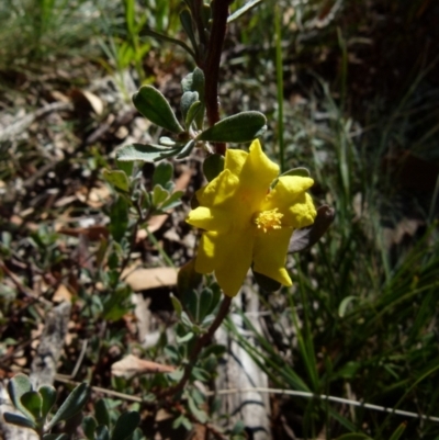 Hibbertia obtusifolia (Grey Guinea-flower) at Boro, NSW - 6 Jun 2021 by Paul4K