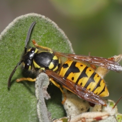 Vespula germanica (European wasp) at ANBG - 28 May 2021 by TimL