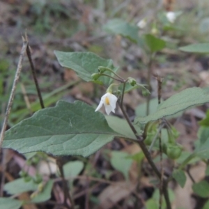 Solanum nigrum at Conder, ACT - 30 Mar 2021