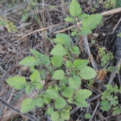 Solanum nigrum at Conder, ACT - 30 Mar 2021