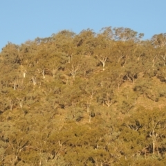 Eucalyptus rossii (Inland Scribbly Gum) at Conder, ACT - 30 Mar 2021 by MichaelBedingfield