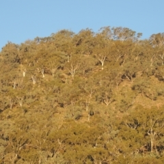 Eucalyptus rossii (Inland Scribbly Gum) at Conder, ACT - 30 Mar 2021 by michaelb