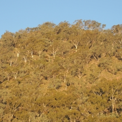 Eucalyptus rossii (Inland Scribbly Gum) at Conder, ACT - 30 Mar 2021 by MichaelBedingfield