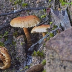 zz agaric (stem; gills not white/cream) at Acton, ACT - 21 May 2021 by BarrieR