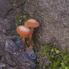 zz agaric (stem; gill colour unknown) at ANBG South Annex - 21 May 2021 by BarrieR