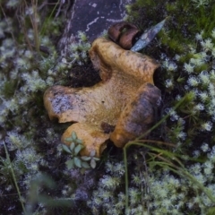 Scleroderma sp. (Scleroderma) at Acton, ACT - 21 May 2021 by BarrieR