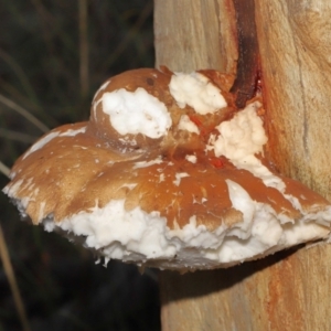 Laetiporus portentosus at Downer, ACT - 4 Jun 2021