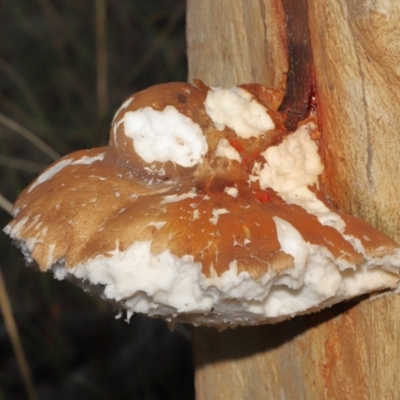 Laetiporus portentosus (White Punk) at Downer, ACT - 4 Jun 2021 by TimL