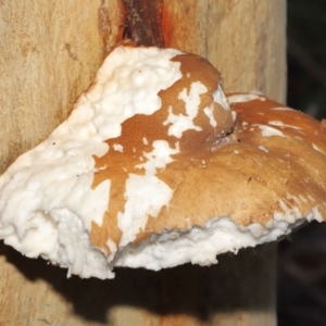 Laetiporus portentosus at Downer, ACT - 4 Jun 2021