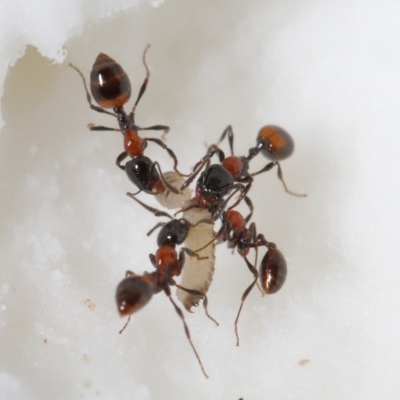 Chelaner kiliani (Kilian's ant) at ANBG - 4 Jun 2021 by TimL