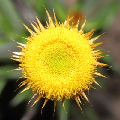 Coronidium oxylepis subsp. lanatum (Woolly Pointed Everlasting) at ANBG - 2 Jun 2021 by TimL