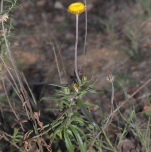 Coronidium oxylepis subsp. lanatum at Acton, ACT - 2 Jun 2021