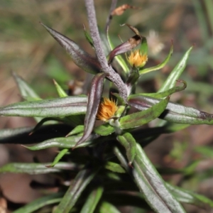 Coronidium oxylepis subsp. lanatum at Acton, ACT - 2 Jun 2021