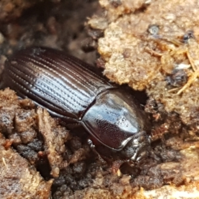 Uloma (Uloma) sanguinipes (Darkling beetle) at Watson, ACT - 7 Jun 2021 by trevorpreston