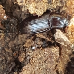 Uloma (Uloma) sanguinipes at Watson, ACT - 7 Jun 2021