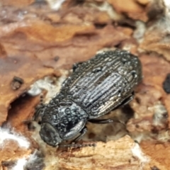 Seirotrana sp. (genus) at Watson, ACT - 7 Jun 2021 01:52 PM