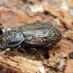 Seirotrana sp. (genus) at Watson, ACT - 7 Jun 2021