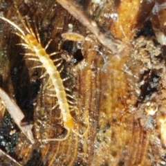 Cryptops sp. (genus) (Blind Scolopendroid Centipede) at Watson Woodlands - 7 Jun 2021 by trevorpreston
