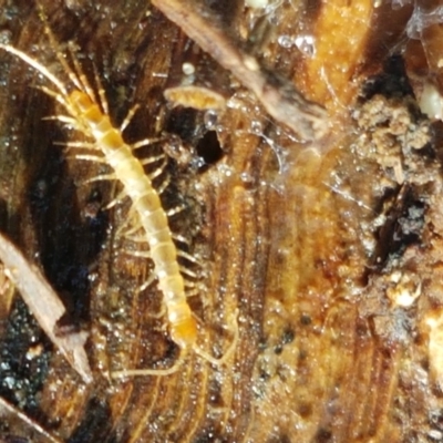 Cryptops sp. (genus) (Blind Scolopendroid Centipede) at Watson, ACT - 7 Jun 2021 by trevorpreston