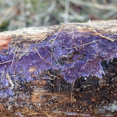 Phlebiopsis crassa (A corticioid or paint fungi) at Bruce Ridge to Gossan Hill - 5 Jun 2021 by Heino1