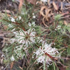 Hakea decurrens (Bushy Needlewood) at Point 5361 - 6 Jun 2021 by Jenny54