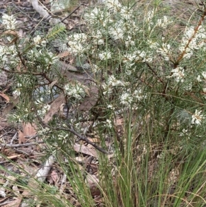 Hakea decurrens at Point 5361 - 7 Jun 2021