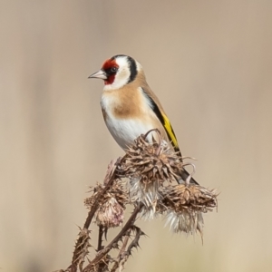 Carduelis carduelis at Rendezvous Creek, ACT - 7 Jun 2021