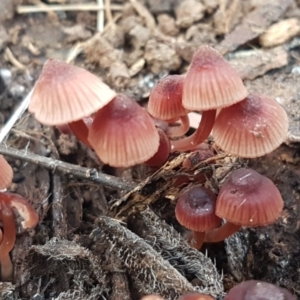 Mycena sp. at Watson, ACT - 7 Jun 2021 02:03 PM