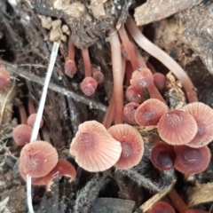 Mycena sp. at Watson, ACT - 7 Jun 2021 02:03 PM