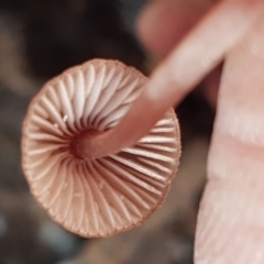 Mycena sp. at Watson, ACT - 7 Jun 2021