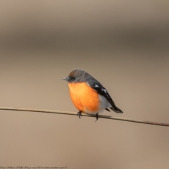 Petroica phoenicea (Flame Robin) at Rendezvous Creek, ACT - 7 Jun 2021 by Roger