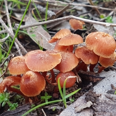 Laccaria sp. (Laccaria) at Watson Woodlands - 7 Jun 2021 by tpreston