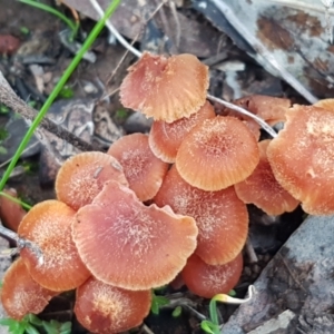 Laccaria sp. at Watson, ACT - 7 Jun 2021