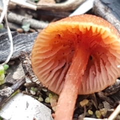 Laccaria sp. at Watson, ACT - 7 Jun 2021