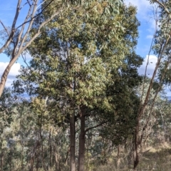 Brachychiton populneus (Kurrajong) at Nail Can Hill - 7 Jun 2021 by Darcy