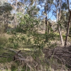 Acacia mearnsii (Black Wattle) at Glenroy, NSW - 7 Jun 2021 by Darcy