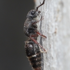 Eurymutilla sp. (genus) (Mutillid wasp or velvet ant) at Acton, ACT - 2 Jun 2021 by TimL