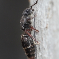 Eurymutilla (genus) (Mutillid wasp or velvet ant) at Acton, ACT - 2 Jun 2021 by TimL