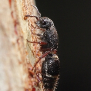 Eurymutilla sp. (genus) at Canberra Central, ACT - 2 Jun 2021