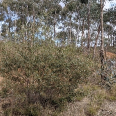 Acacia verniciflua (Varnish Wattle) at Glenroy, NSW - 7 Jun 2021 by Darcy