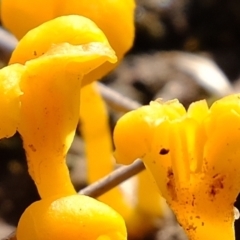 Lichenomphalia chromacea at Holt, ACT - 7 Jun 2021