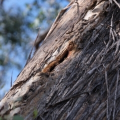 Apis mellifera at Aranda, ACT - 7 Jun 2021 12:24 PM