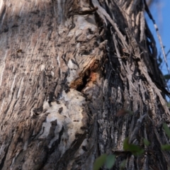 Apis mellifera at Aranda, ACT - 7 Jun 2021