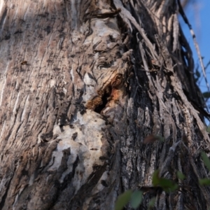 Apis mellifera at Aranda, ACT - 7 Jun 2021 12:24 PM