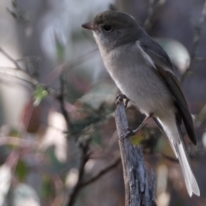 Pachycephala pectoralis at Aranda, ACT - 7 Jun 2021